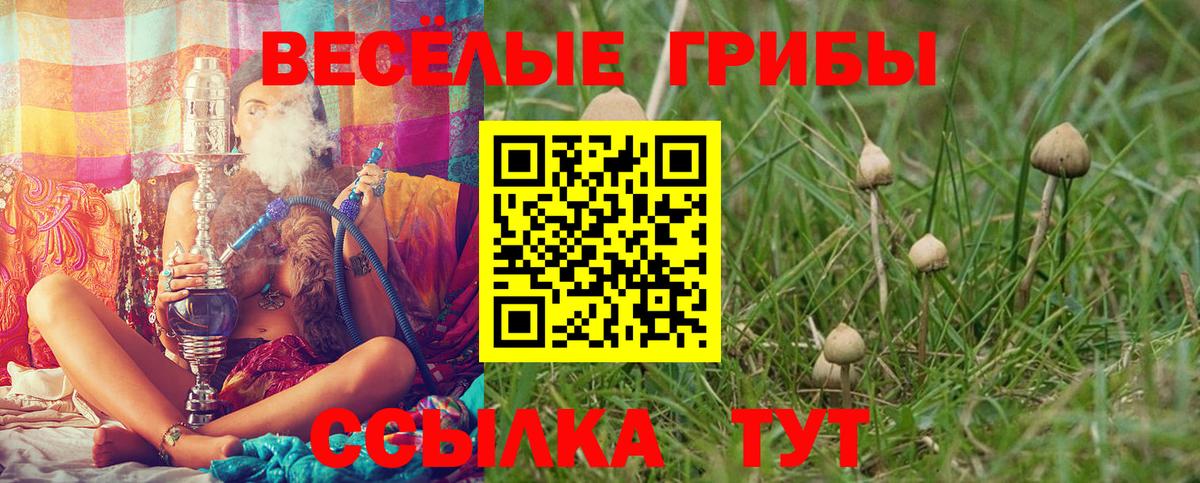 Новозыбков  как найти наркотики  Вход с VPN  Псилоцибиновые грибы Magic Shrooms 